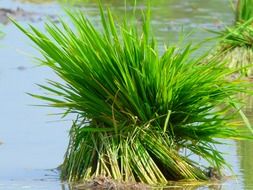 rice planting on the water