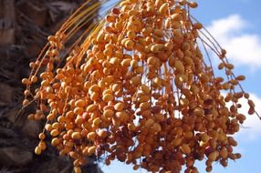 cluster of ripening dates