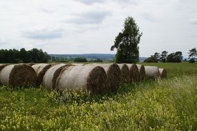 hay bales on field with yellow flowers