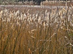 vegetation near the pond in spring