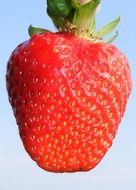 Red strawberry on a blue background