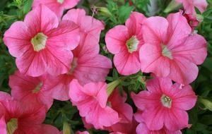 pink petunias bloom