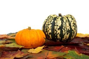autumn harvest for halloween