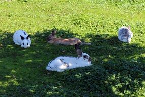 rabbits on green grass in the shade of trees