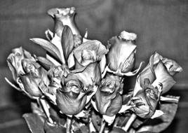 bouquet of roses in black and white image