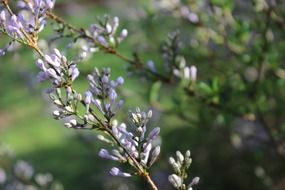 a sprig of lilacs with buds