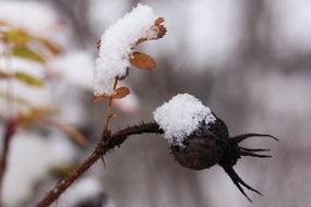 rosehips in the snow close up