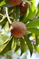 chikoo this is a sapodilla