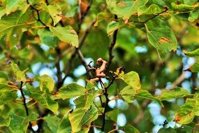 japanese raisin branches at autumn, Hovenia dulcis