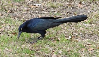 blackbird on autumn grass