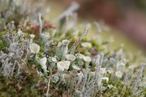 lichens and moss, macro