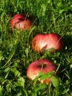 Apples in the grass