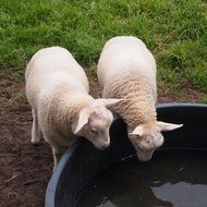 two white lambs drink water