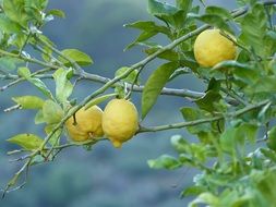 lemons on branches close-up on a blurred background