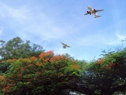 plane flies over green trees