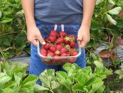 The baby is holding a basket with strawberries