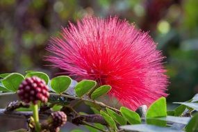 pink calliandra haematocephala blossom tropical