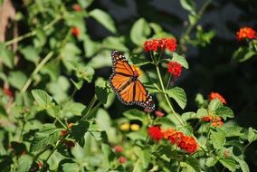 fragile orange butterfly on a red flower in a garden