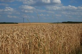 wheat field with a dry ear