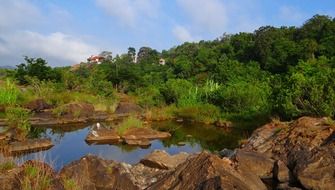 Landscape with evergreen forest