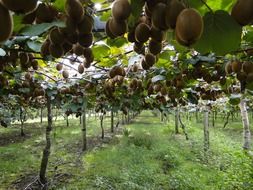 green ripe kiwi on trees in the garden, usa, california, hayward