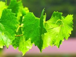 Leaves of grapevine in nature close-up on blurred background