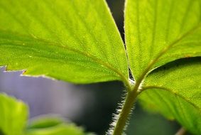 Macro picture of strawberry leaf