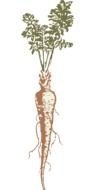 parsnip veggie root vector drawing