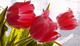 opening tulips buds