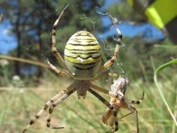 big striped spider on the web