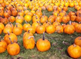 field of orange pumpkins