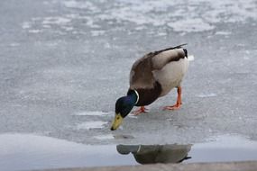 duck drinking water