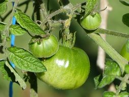 green tomatoes on a branch in the garden