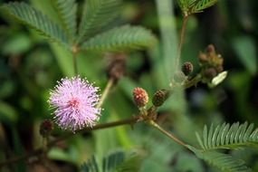 mimosa pudica flower