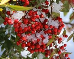 rowan berries in the snow