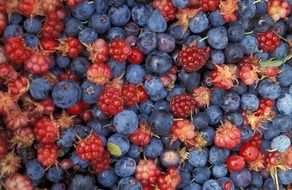 The fruits of the forest are blueberries and blackberries