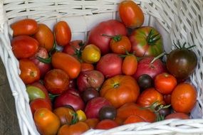 basket with different varieties of tomatoes close-up