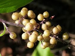 Berries on a branch in the forest