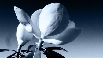 floral plant natural blossom bloom night