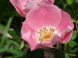 pollen in the centre of pink and white flowers