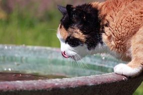 the cat drinks water
