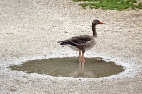 greylag goose in a puddle