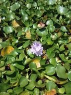 Eichornia crassipes, water plant