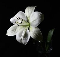 lily white plant on black background