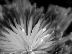 floral plant natural blossom black and white