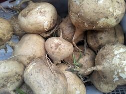 dirty sweet potato