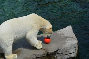 polar bear playing with red ball