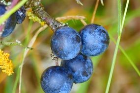 blackthorn close-up shot