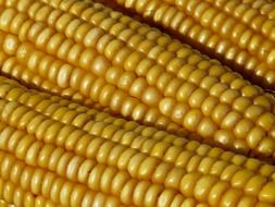 yellow corn on the cob