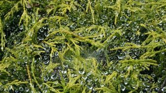 green plant in water drops closeup